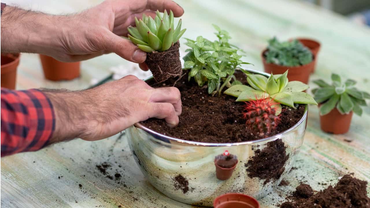 Do Succulents Like Acidic or Alkaline Soil?