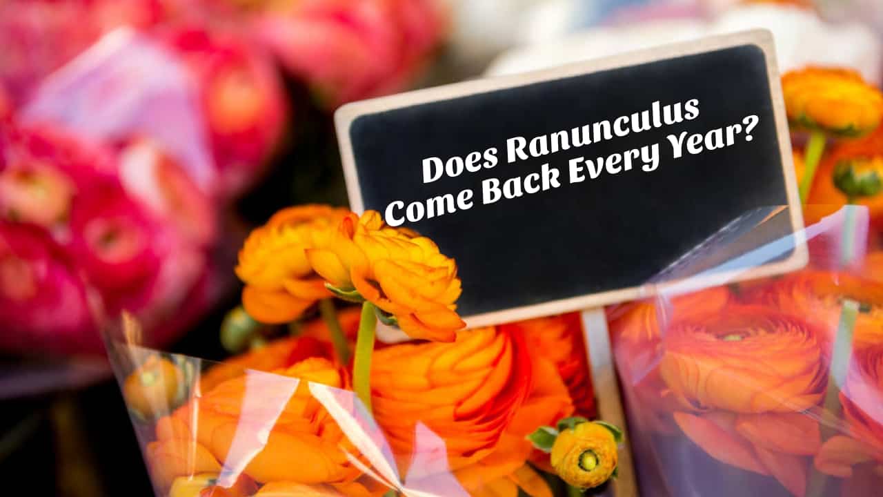 Does Ranunculus Come Back Every Year?