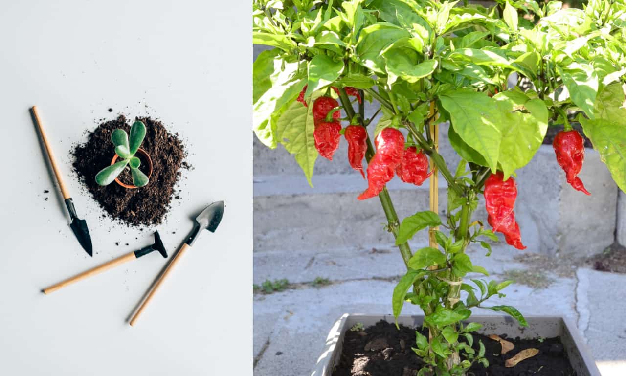 Grow Carolina Reaper in Pots and Containers