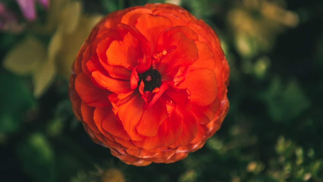 How to Water Ranunculus – The Right Way